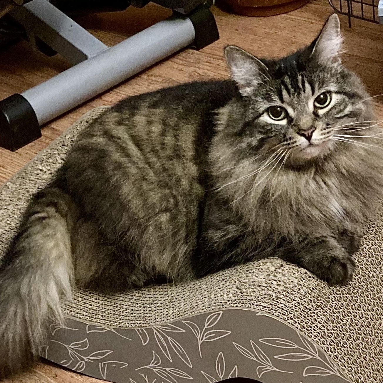 Chouchoune, adoptable, Adult Female Domestic Medium Hair.