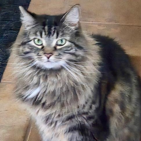 Chouchoune, ADOPTABLE, Adult Female Domestic Medium Hair.