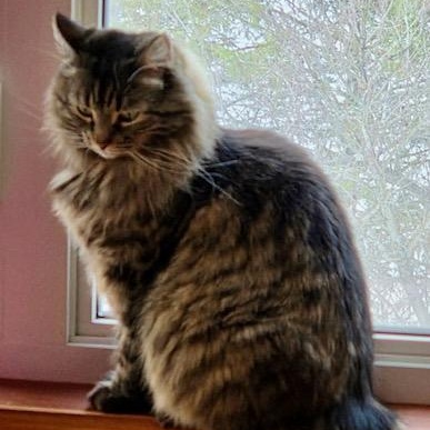 Chouchoune, a ADOPTABLE Domestic Medium Hair in Ottawa, ON image 6/6