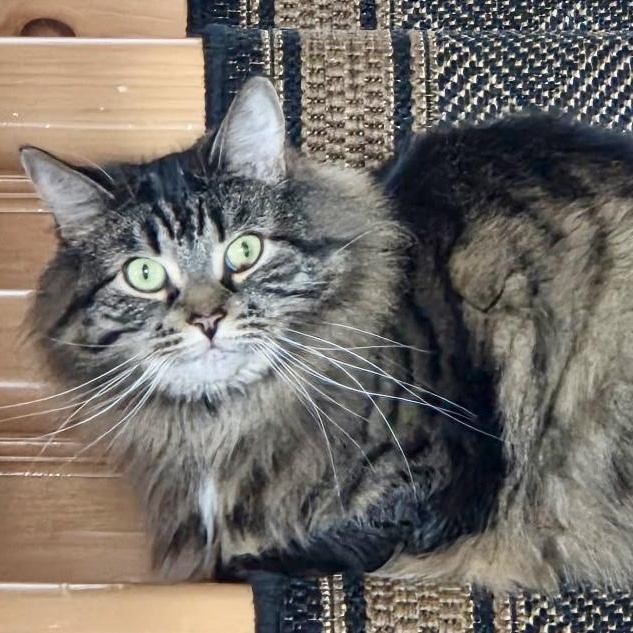Chouchoune, a ADOPTABLE Domestic Medium Hair in Ottawa, ON image 2/6
