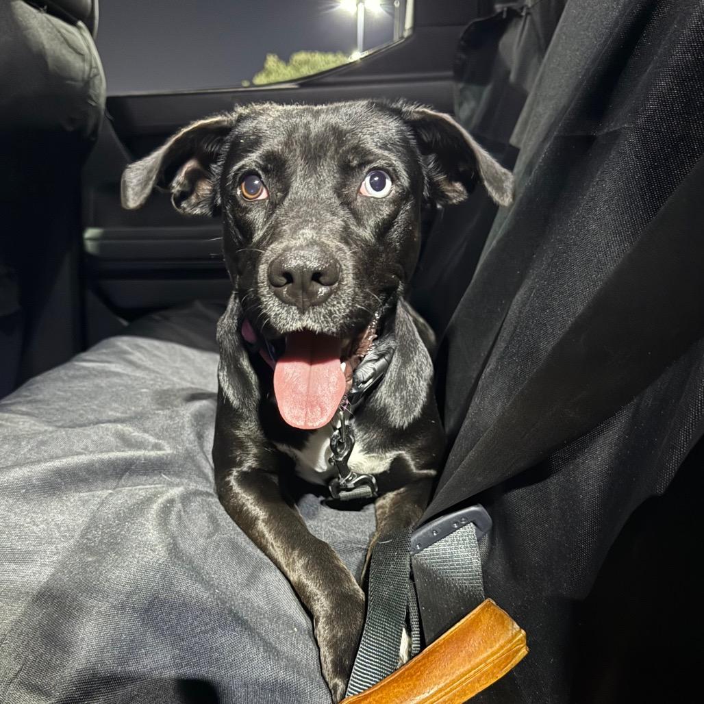 Enlarge Iris, a Adoptable mixed breed in San Antonio, TX image 1/2