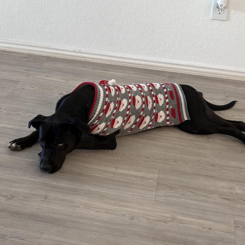 Enlarge Iris, a Adoptable mixed breed in San Antonio, TX image 2/2