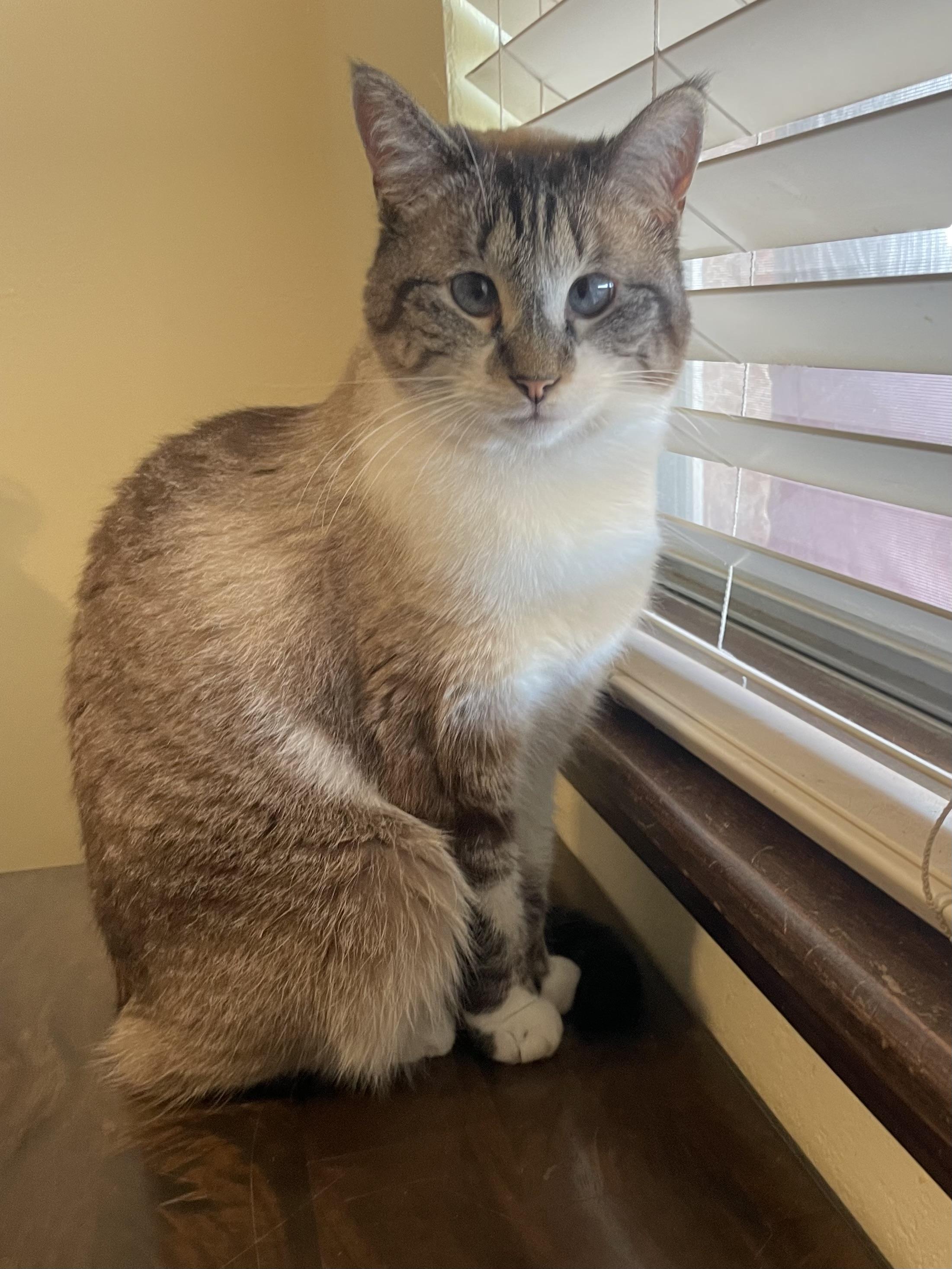 Pearl, an adoptable Siamese, Domestic Short Hair in Watonga, OK, 73772 | Photo Image 1