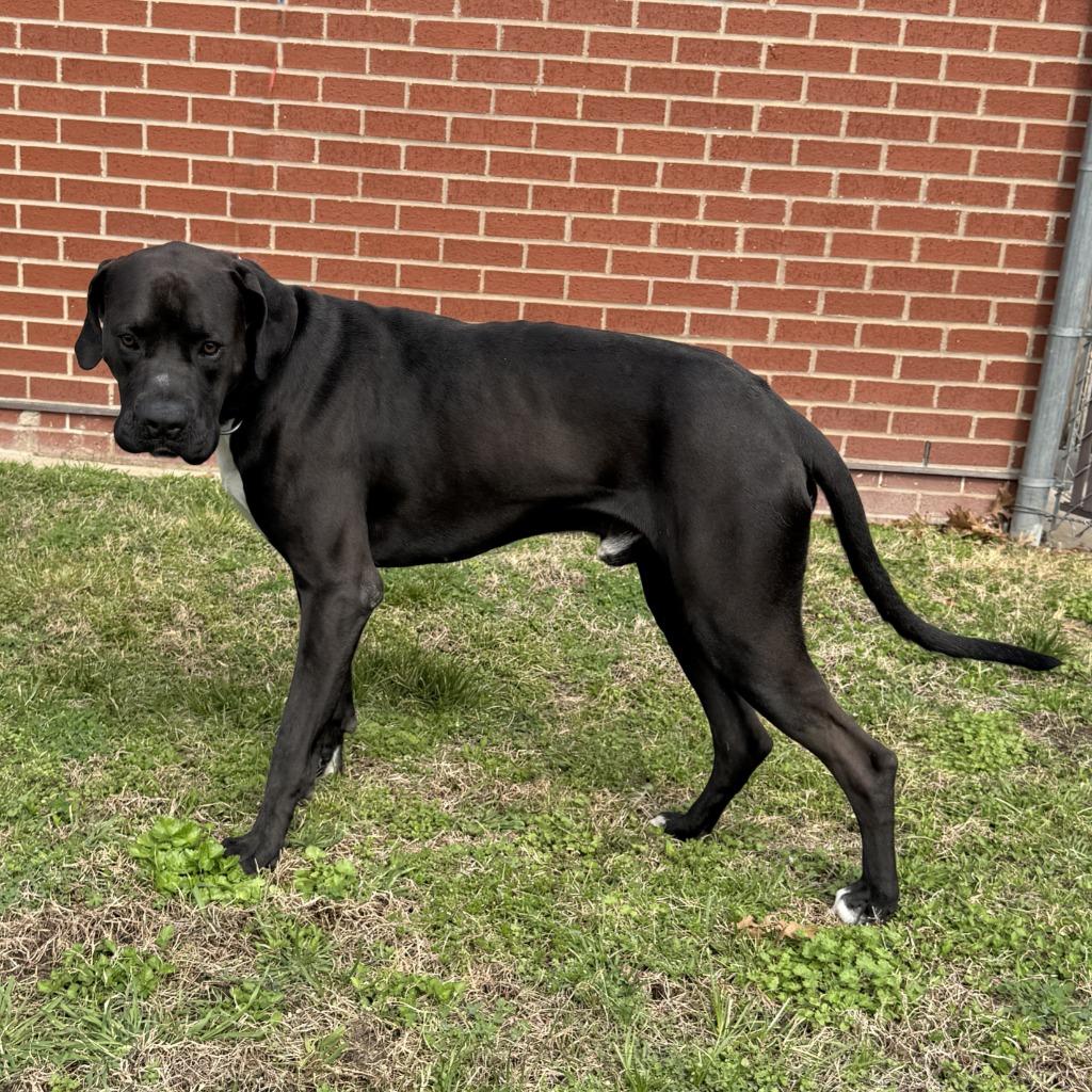 Prince, a Adoptable mixed breed in Brenham, TX image 2/6