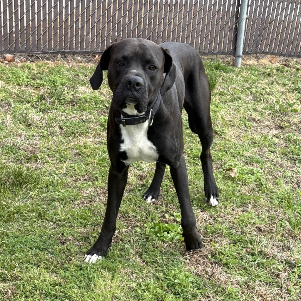 Prince, a Adoptable mixed breed in Brenham, TX image 3/6