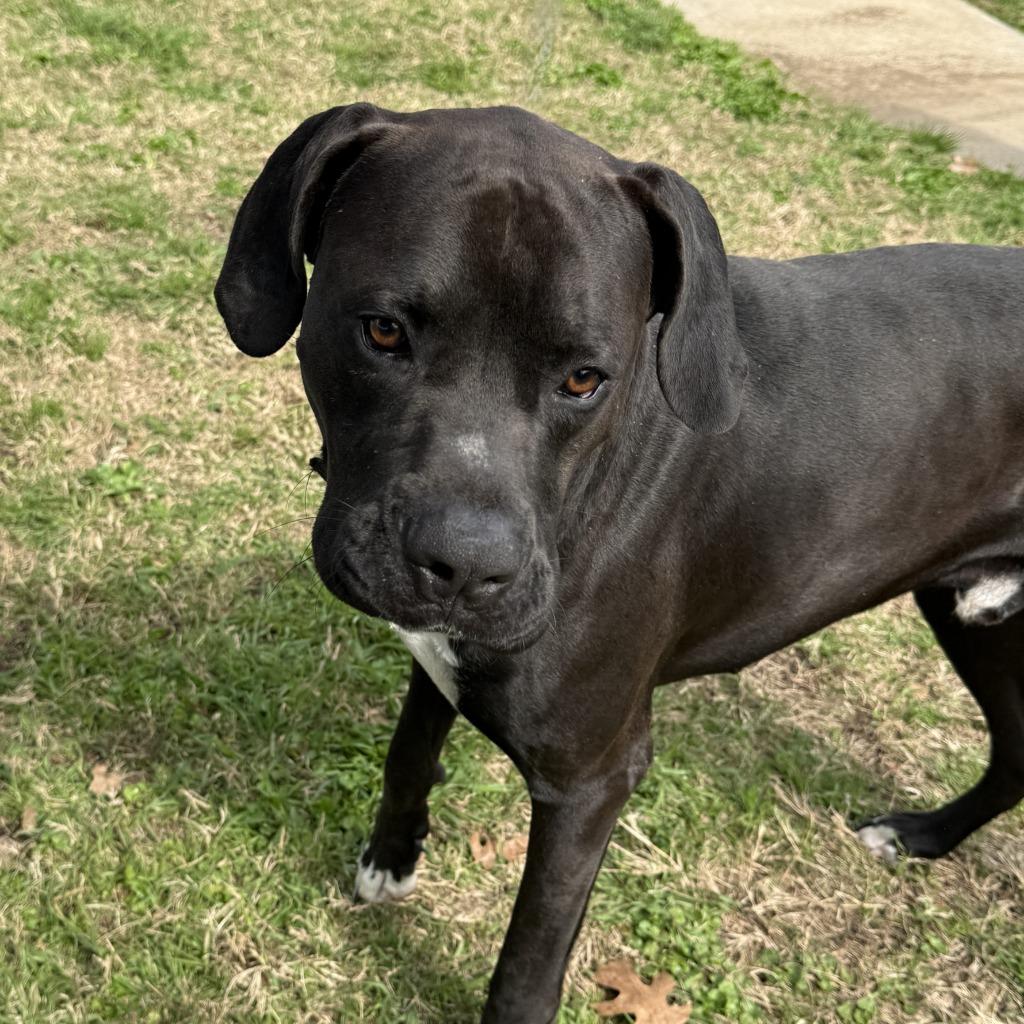 Prince, a Adoptable mixed breed in Brenham, TX image 4/6