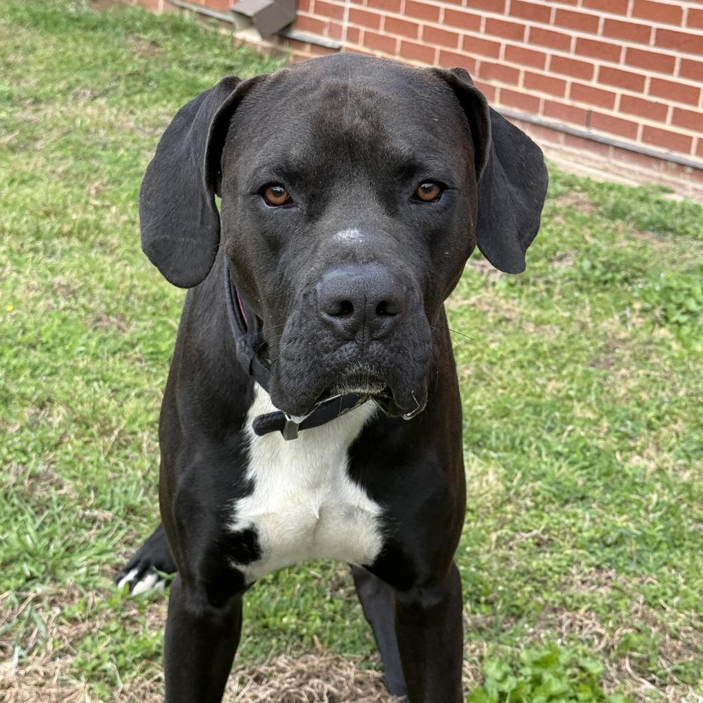 Prince, a Adoptable mixed breed in Brenham, TX image 5/6