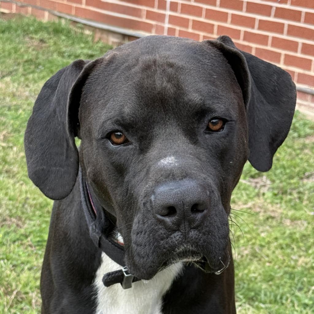 Prince, a Adoptable mixed breed in Brenham, TX image 1/6