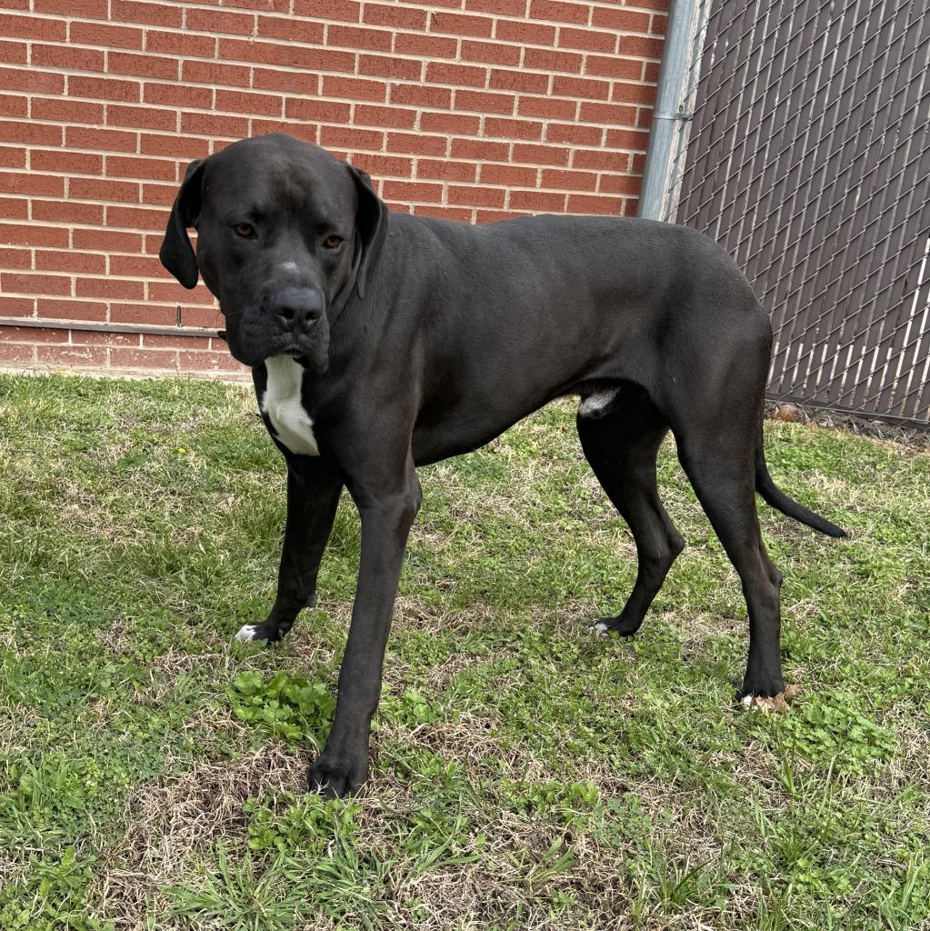 Prince, a Adoptable mixed breed in Brenham, TX image 6/6