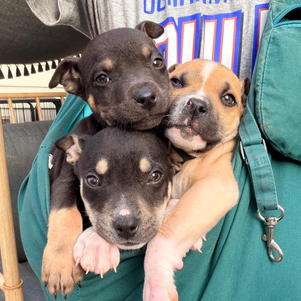 Nick Jonas, Adoptable, Puppy Male Shepherd.