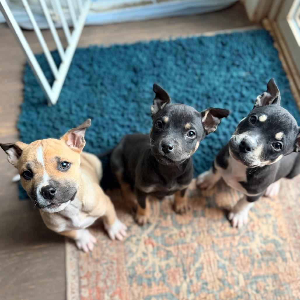 Enlarge Nick Jonas, a Adoptable mixed breed in Durham, NC image 2/6