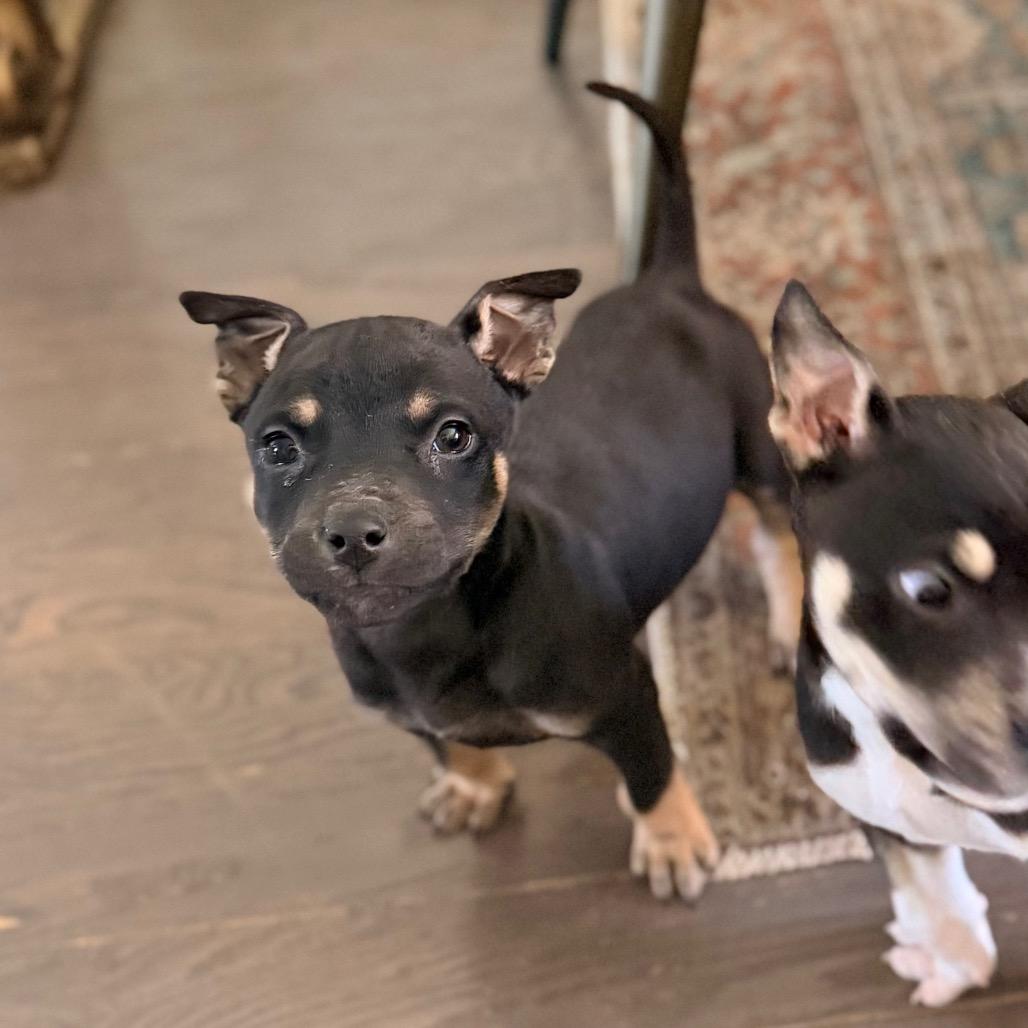 Enlarge Nick Jonas, a Adoptable mixed breed in Durham, NC image 3/6