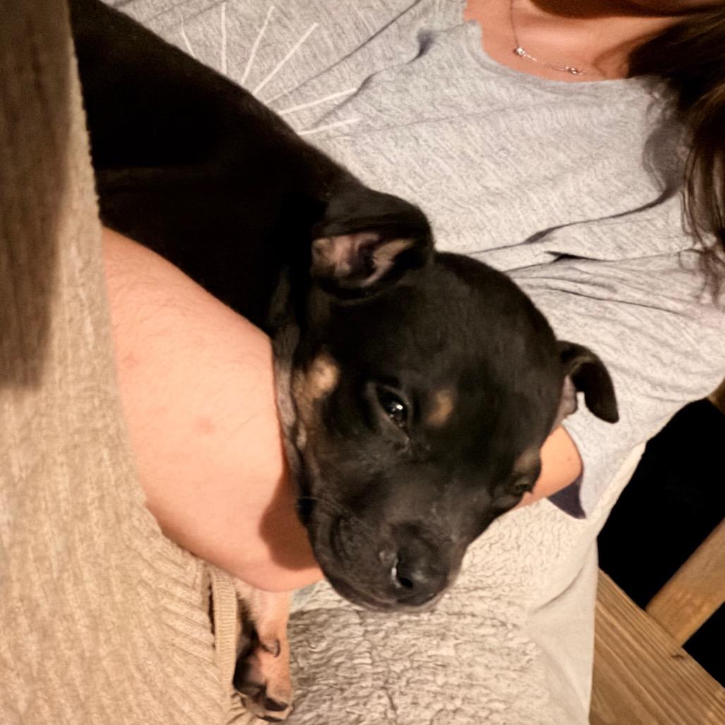 Enlarge Nick Jonas, a Adoptable mixed breed in Durham, NC image 4/6