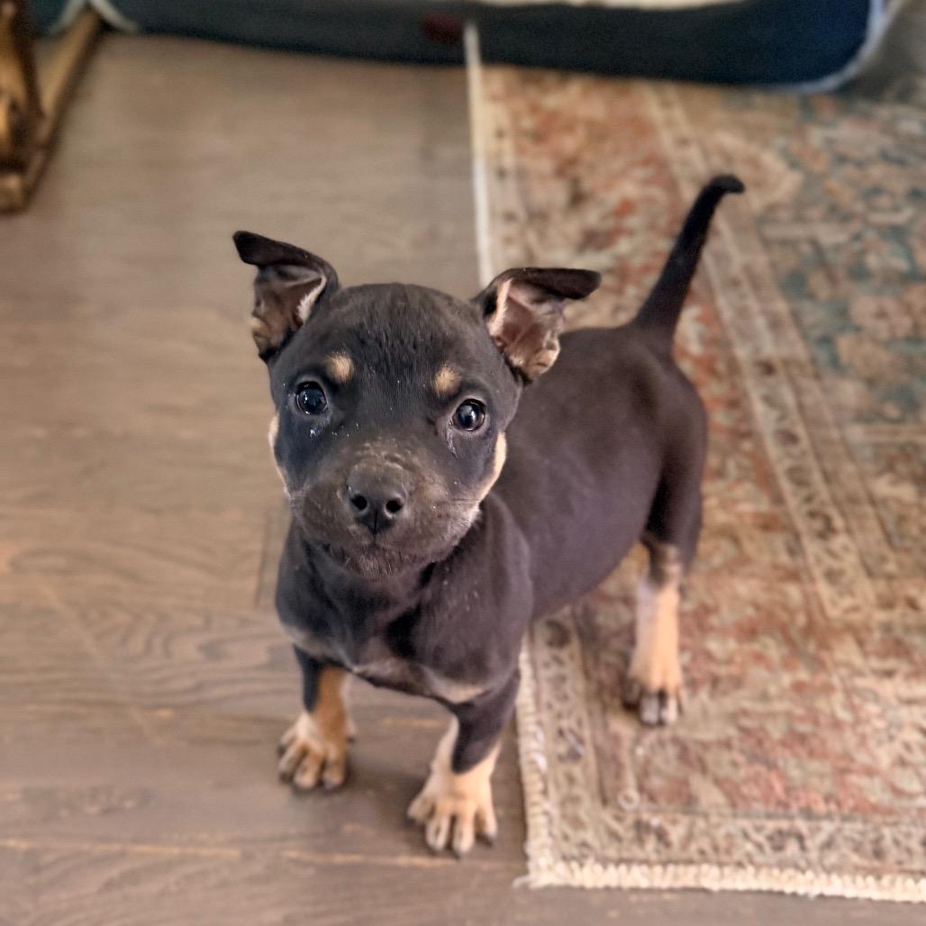 Enlarge Nick Jonas, a Adoptable mixed breed in Durham, NC image 6/6