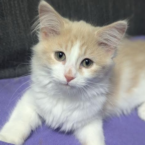 Scooby-Doo, adopted, Kitten Male Tabby & Domestic Long Hair.