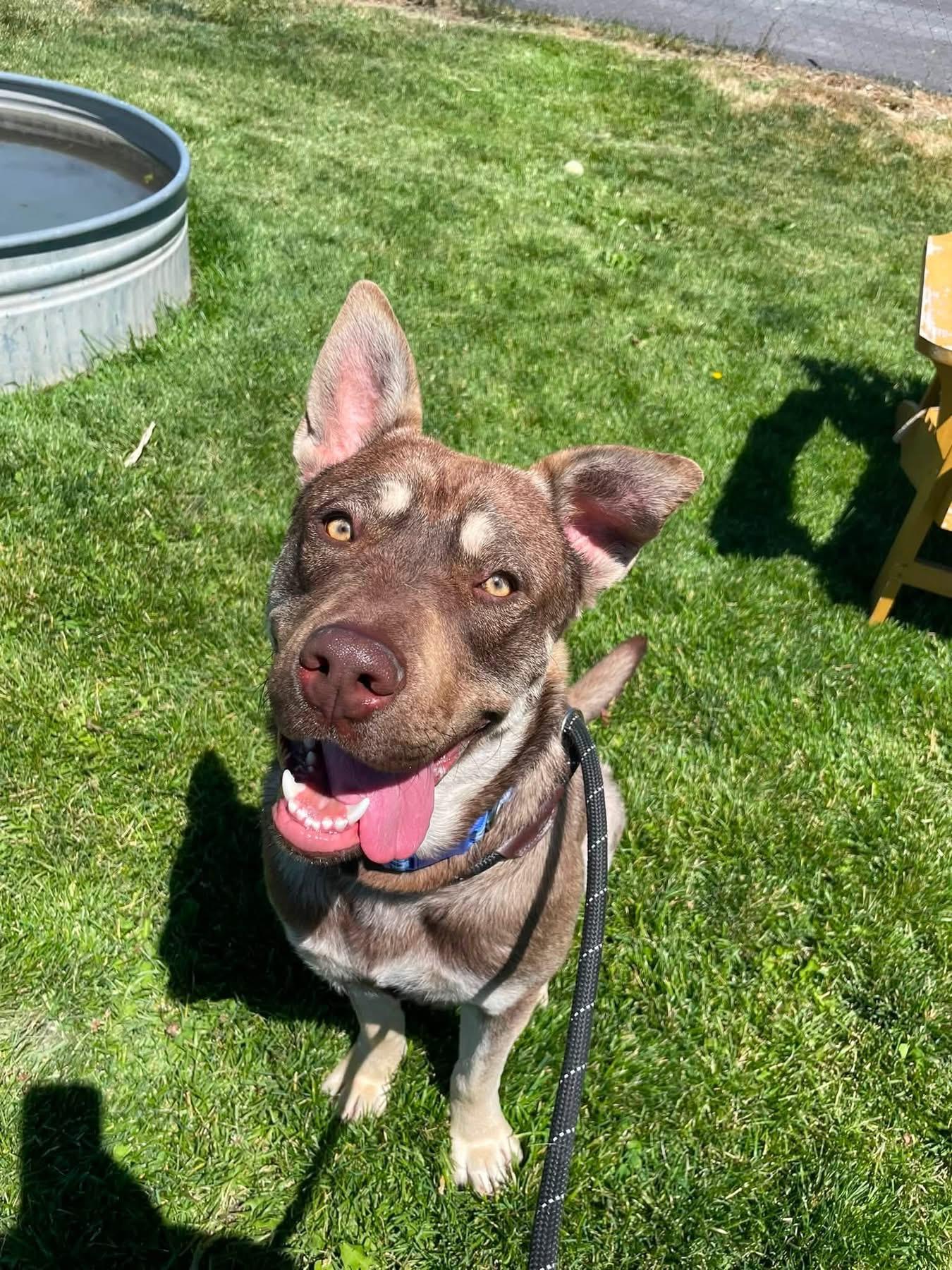 Roscoe, an adopted mixed breed in Prineville, OR image 1/4