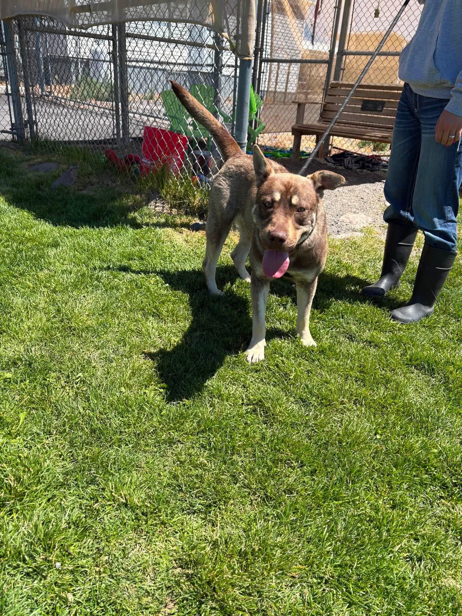 Roscoe, an adopted mixed breed in Prineville, OR image 4/4