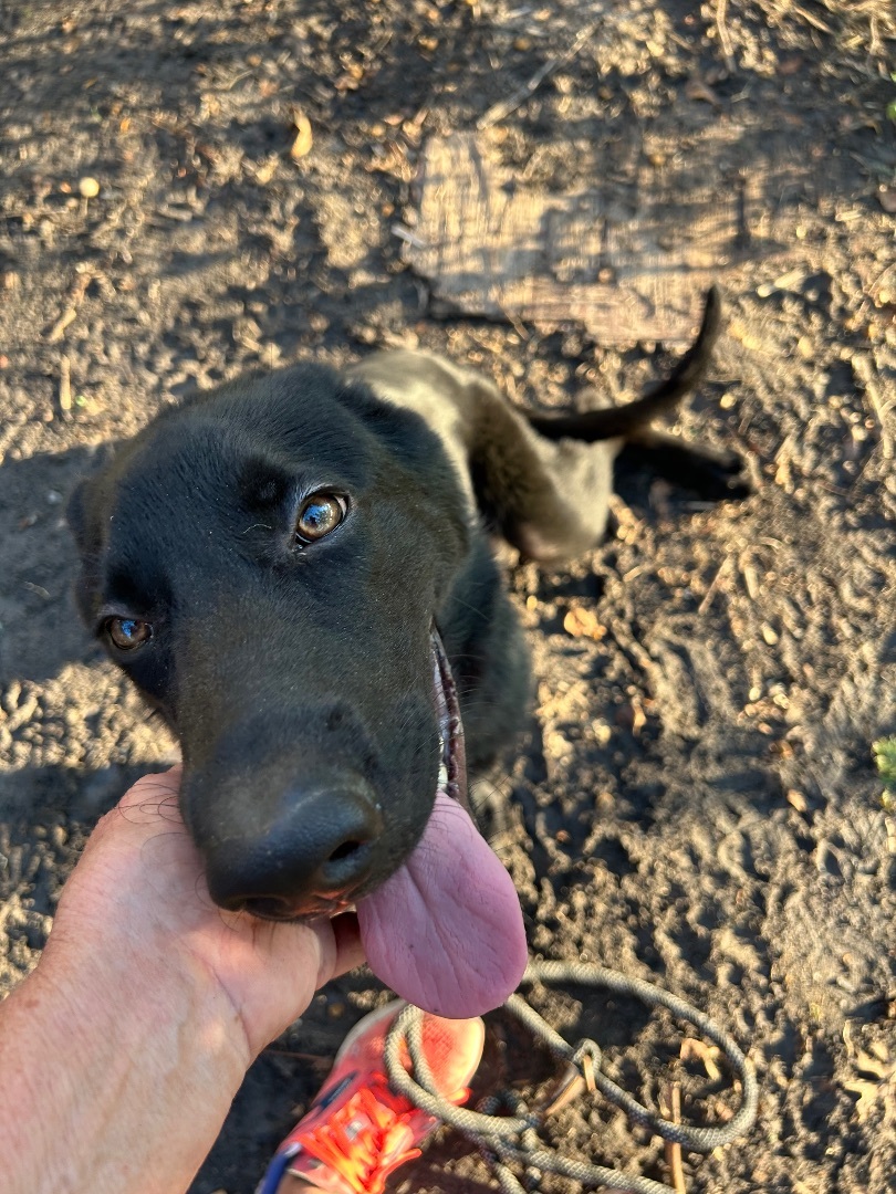 Luke, a Adopted Labrador Retriever in Brookeville, MD image 1/5