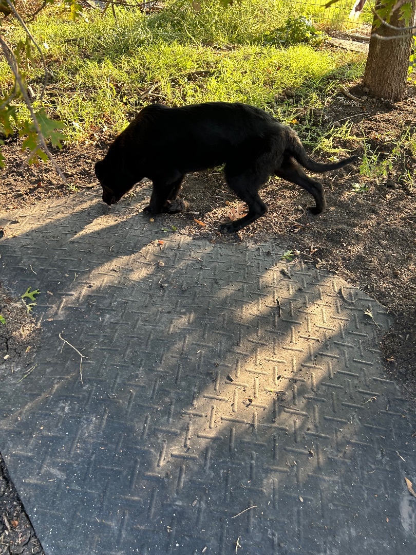 Luke, a Adopted Labrador Retriever in Brookeville, MD image 2/5