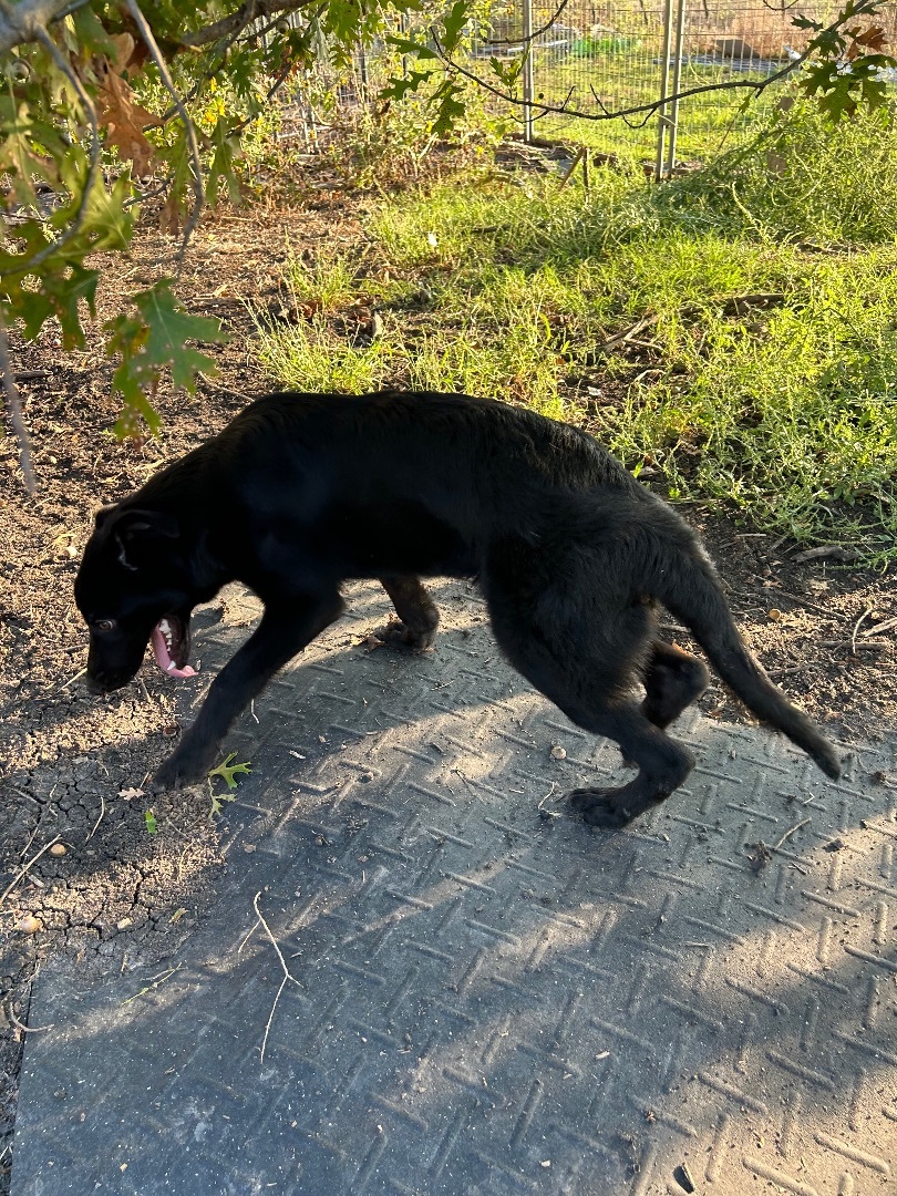 Luke, a Adopted Labrador Retriever in Brookeville, MD image 3/5