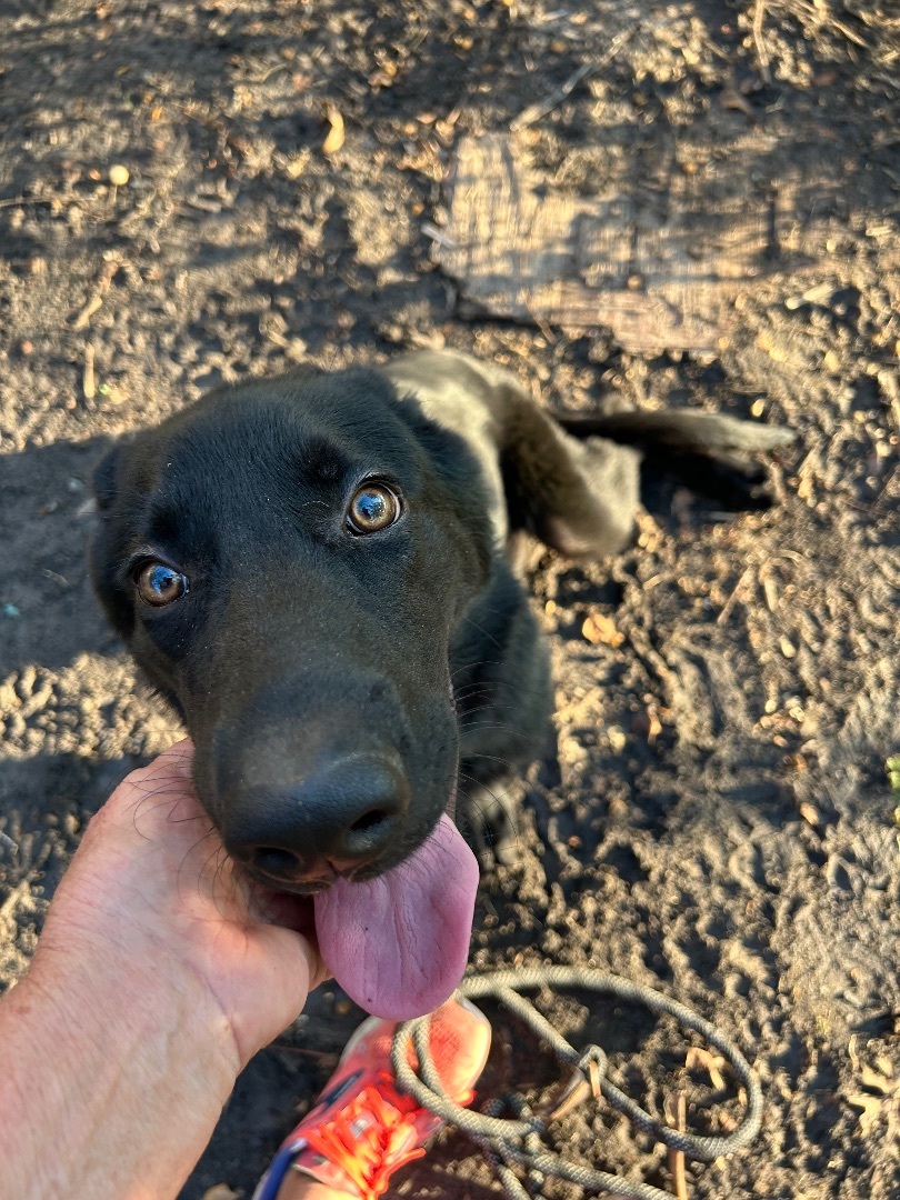 Luke, a Adopted Labrador Retriever in Brookeville, MD image 4/5