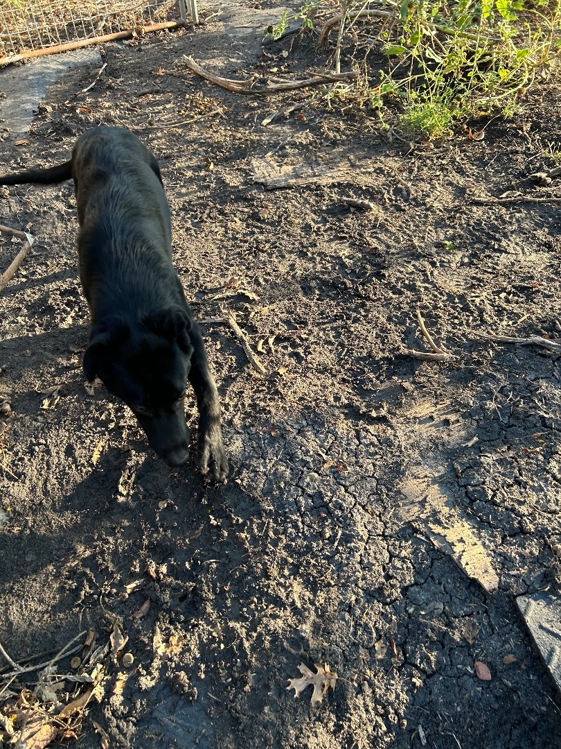 Luke, a Adopted Labrador Retriever in Brookeville, MD image 5/5