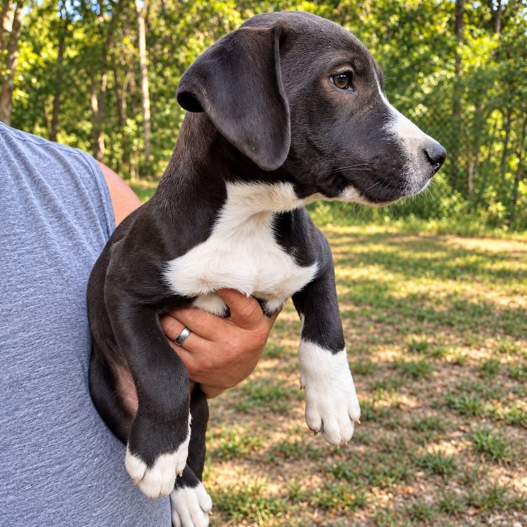 Enlarge Elliott, a Adoptable mixed breed in Colchester, CT image 3/5