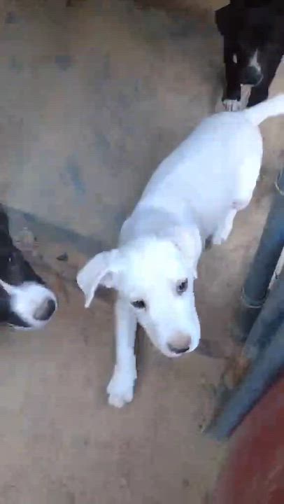 Enlarge Elliott, a Adoptable mixed breed in Colchester, CT video 5/5