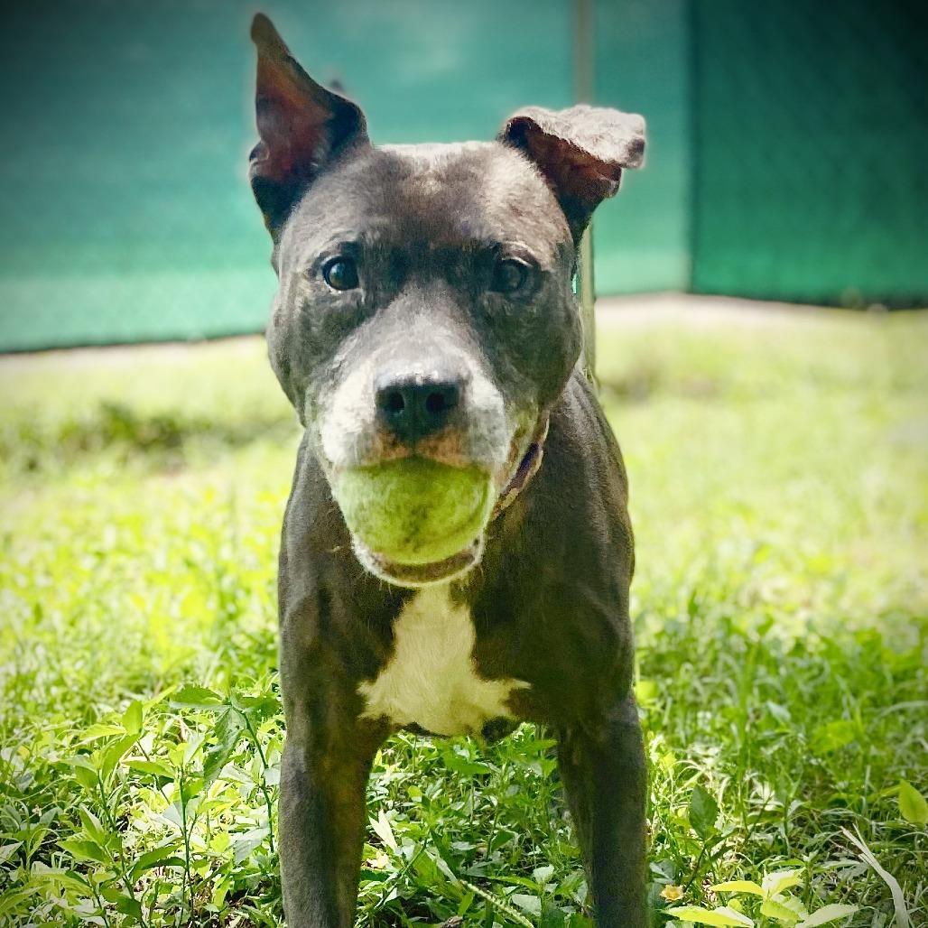 Enlarge Cookie Crisp, a Adoptable mixed breed in Sarasota, FL image 1/6