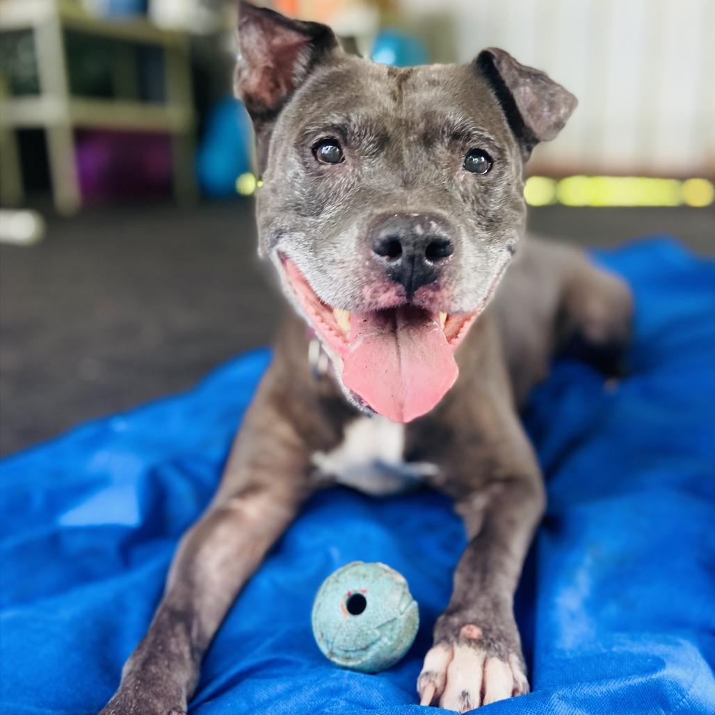 Enlarge Cookie Crisp, a Adoptable mixed breed in Sarasota, FL image 2/6