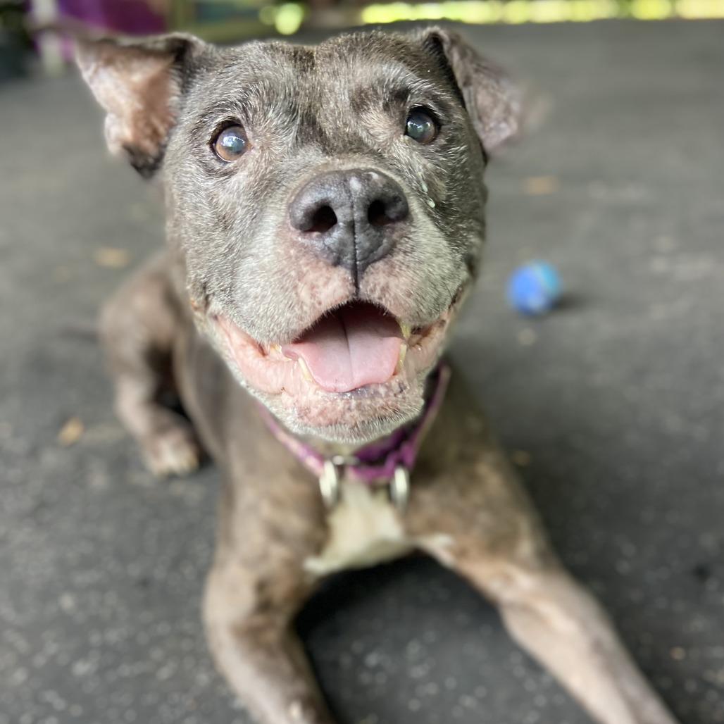 Enlarge Cookie Crisp, a Adoptable mixed breed in Sarasota, FL image 3/6