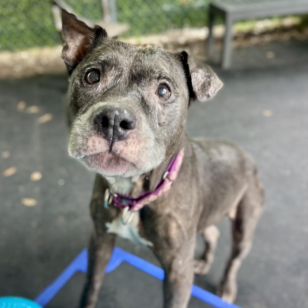 Enlarge Cookie Crisp, a Adoptable mixed breed in Sarasota, FL image 4/6
