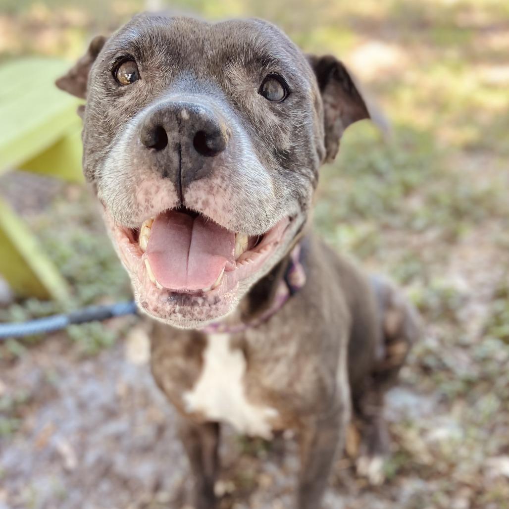 Enlarge Cookie Crisp, a Adoptable mixed breed in Sarasota, FL image 5/6