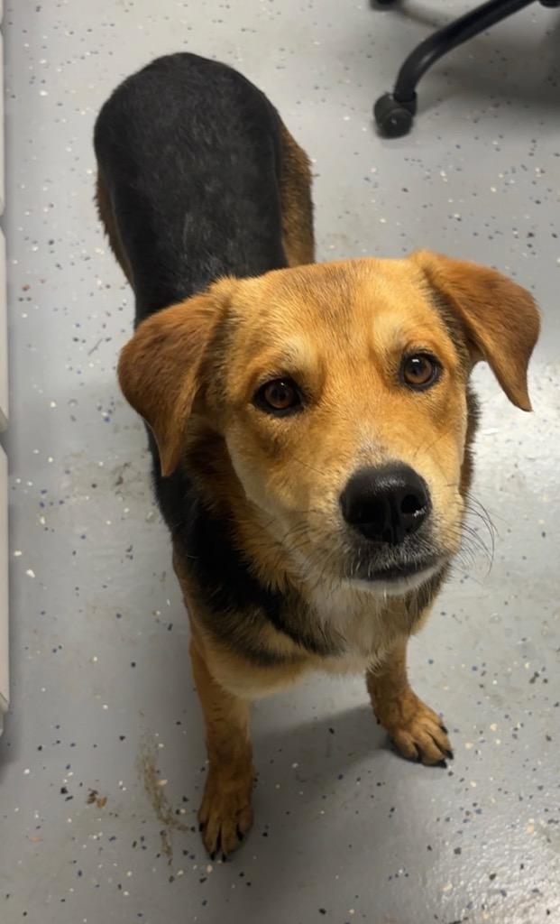 River, Adoptable, Young Male Shepherd & Mixed Breed.