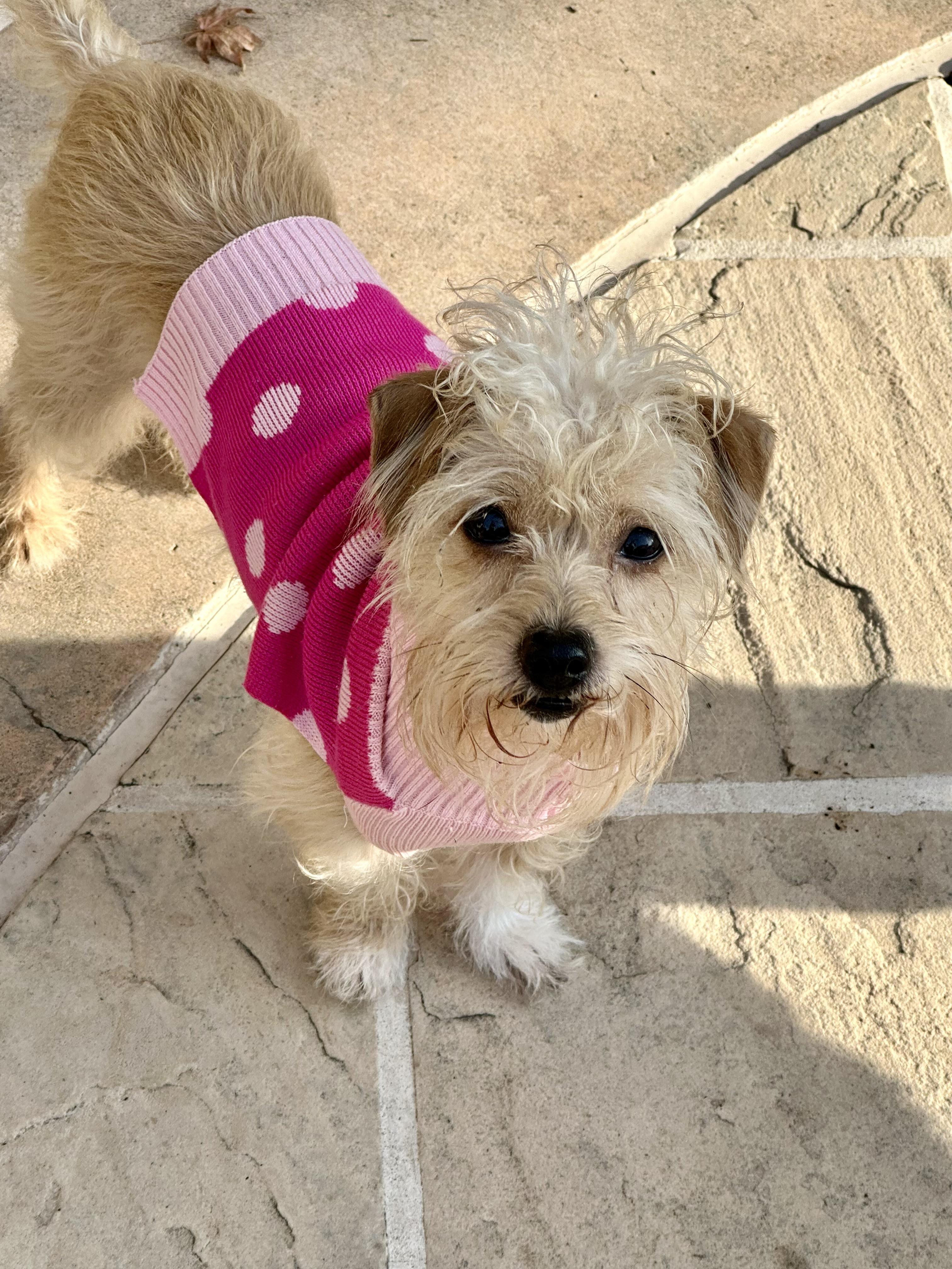 Bozz, ADOPTABLE, Adult Male Yorkshire Terrier & Maltese.