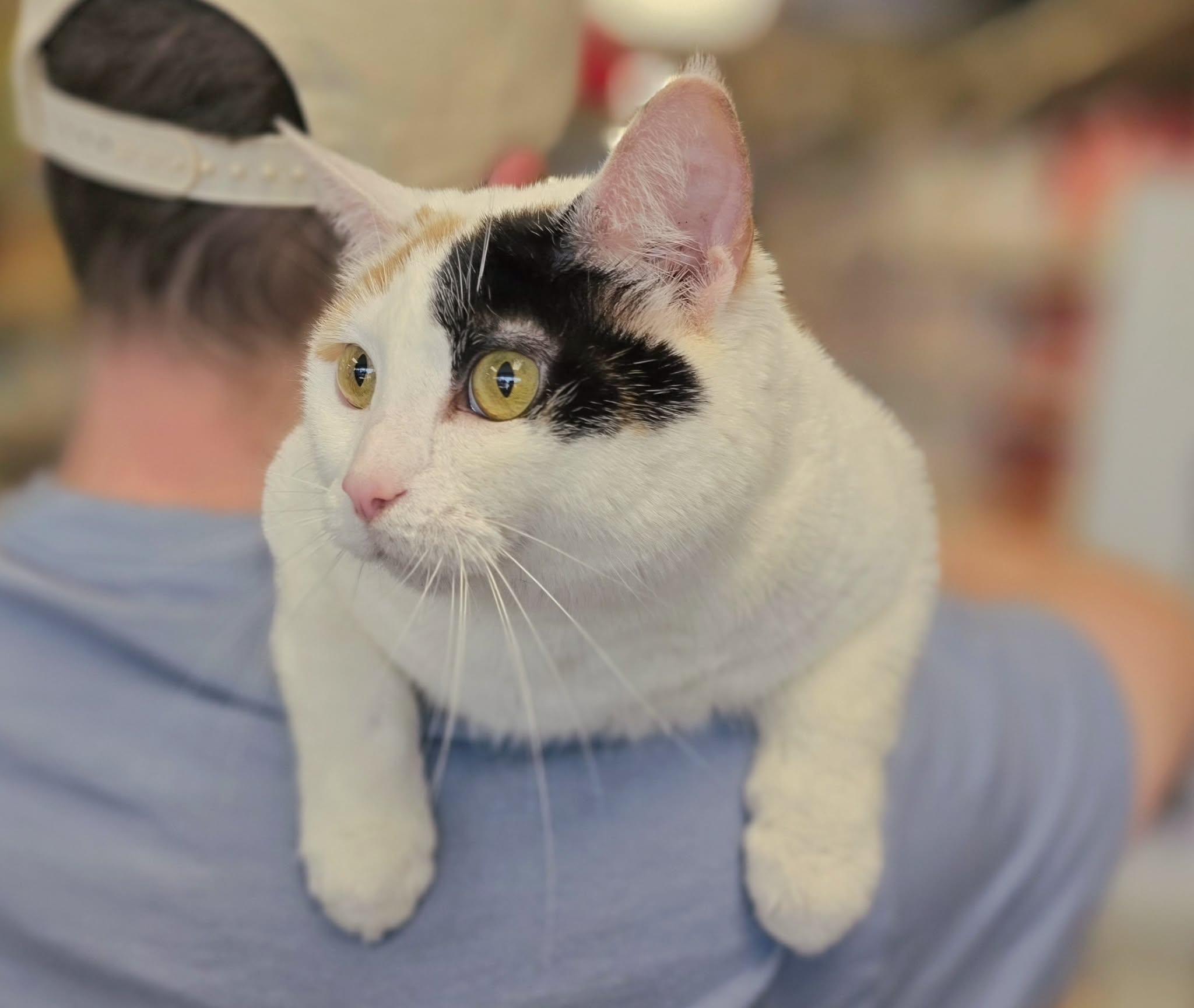 Enlarge Picnic, a ADOPTABLE Calico in Oak Ridge, TN image 2/2