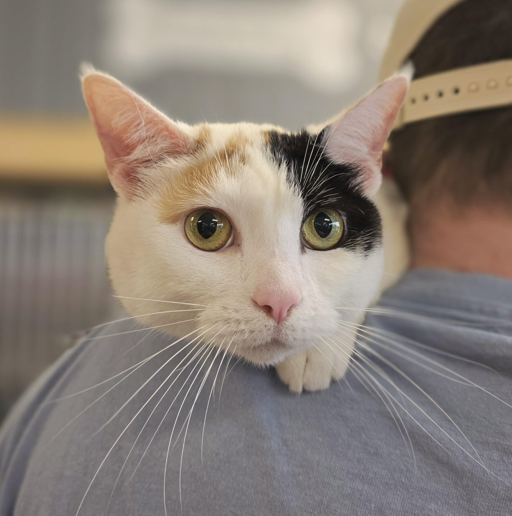 Enlarge Picnic, a ADOPTABLE Calico in Oak Ridge, TN image 1/2