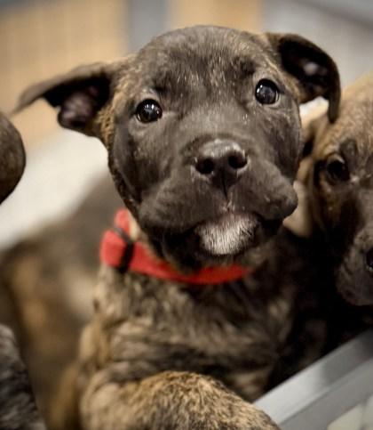 Colorado, Adoptable, Puppy Male Mixed Breed & Mixed Breed.