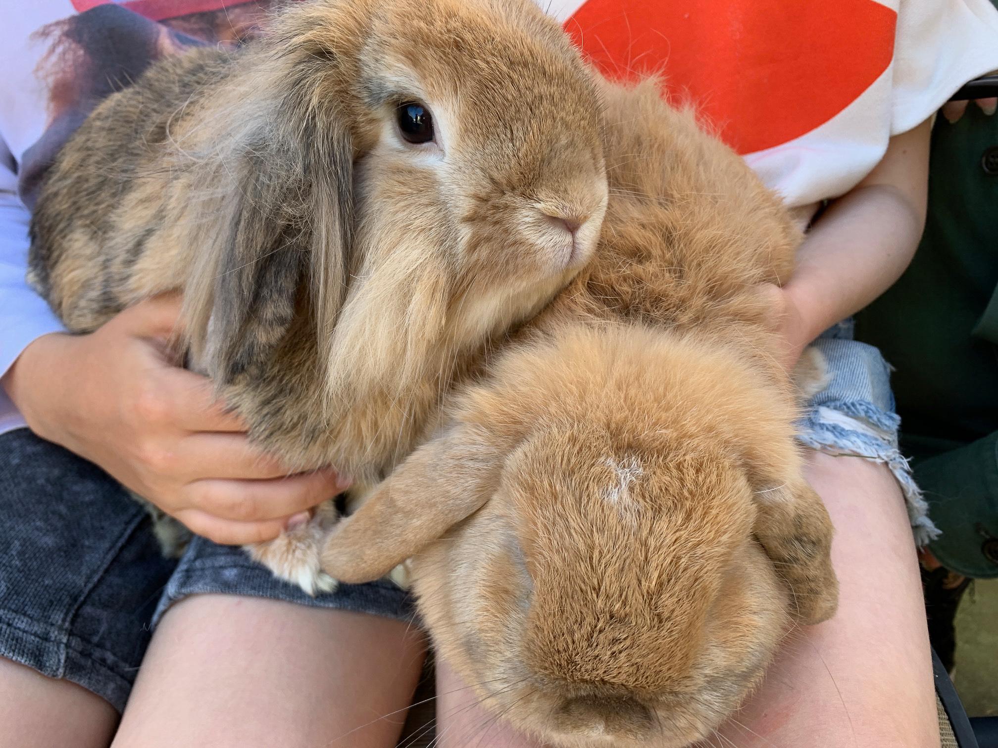 Enlarge Sonny & Biscuit, a Adopted mixed breed in Los Angeles, CA image 2/6
