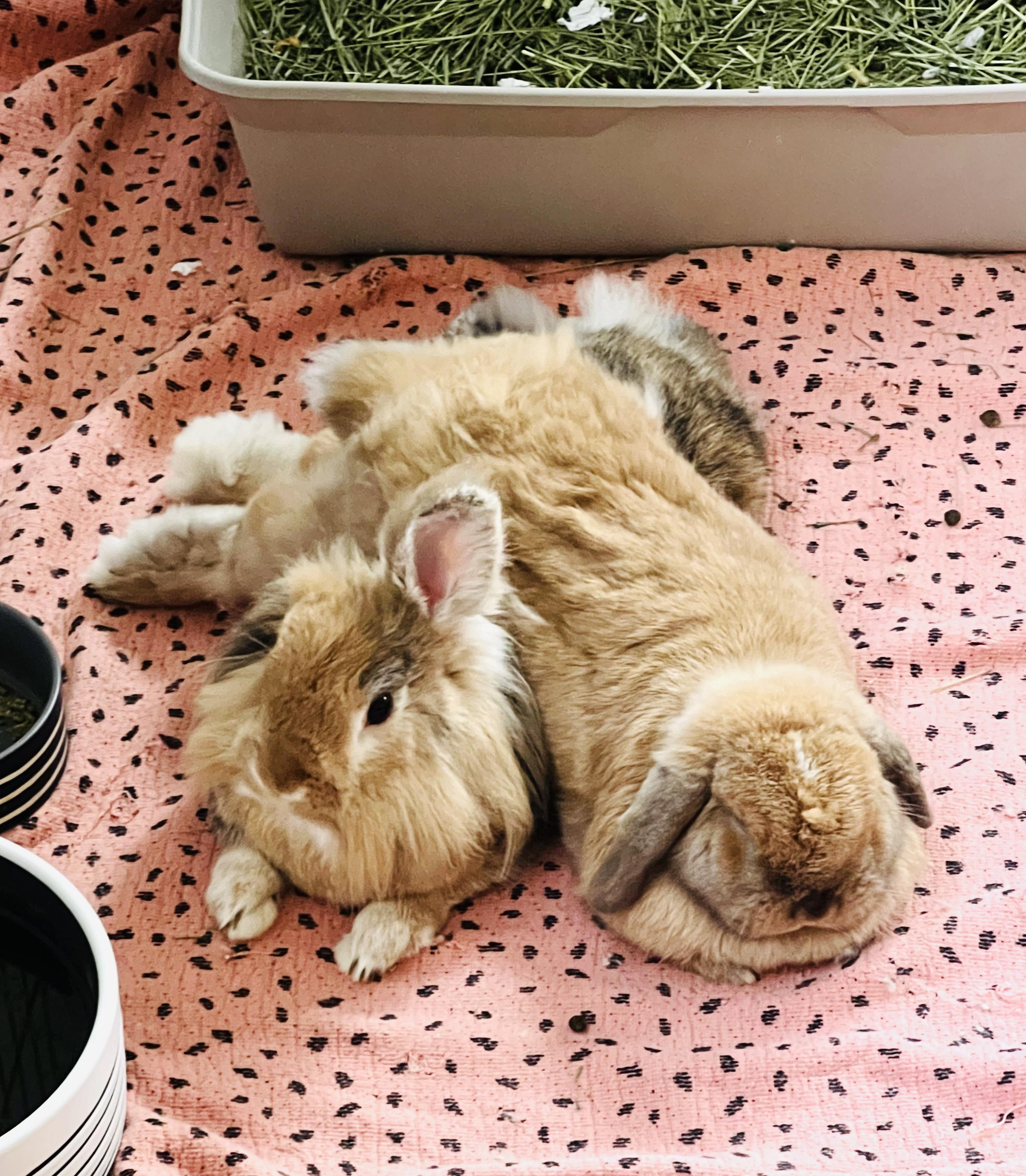 Enlarge Sonny & Biscuit, a Adopted mixed breed in Los Angeles, CA image 6/6