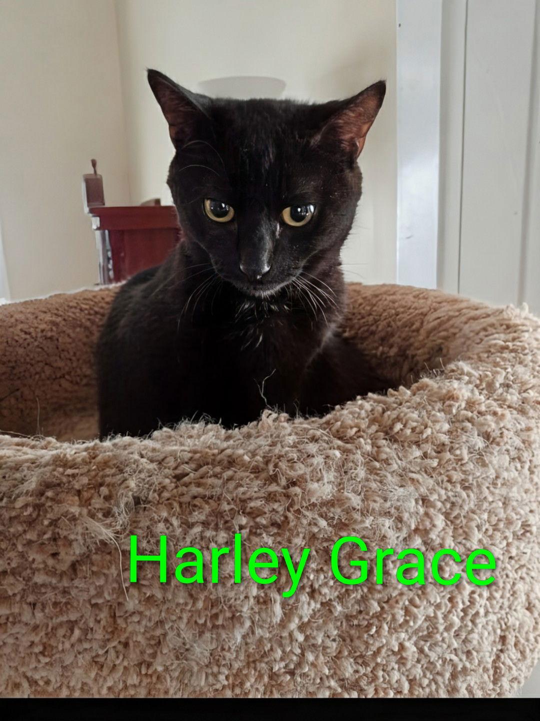 KITTEN HARLEY GRACE, Adoptable, Young Female Domestic Short Hair.