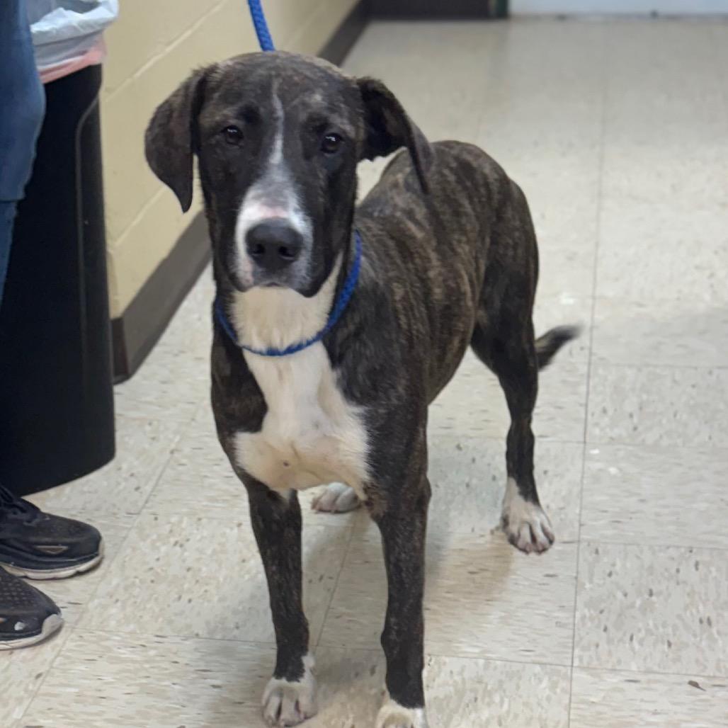 MICKEY, a Adoptable mixed breed in Lucedale, MS image 1/2