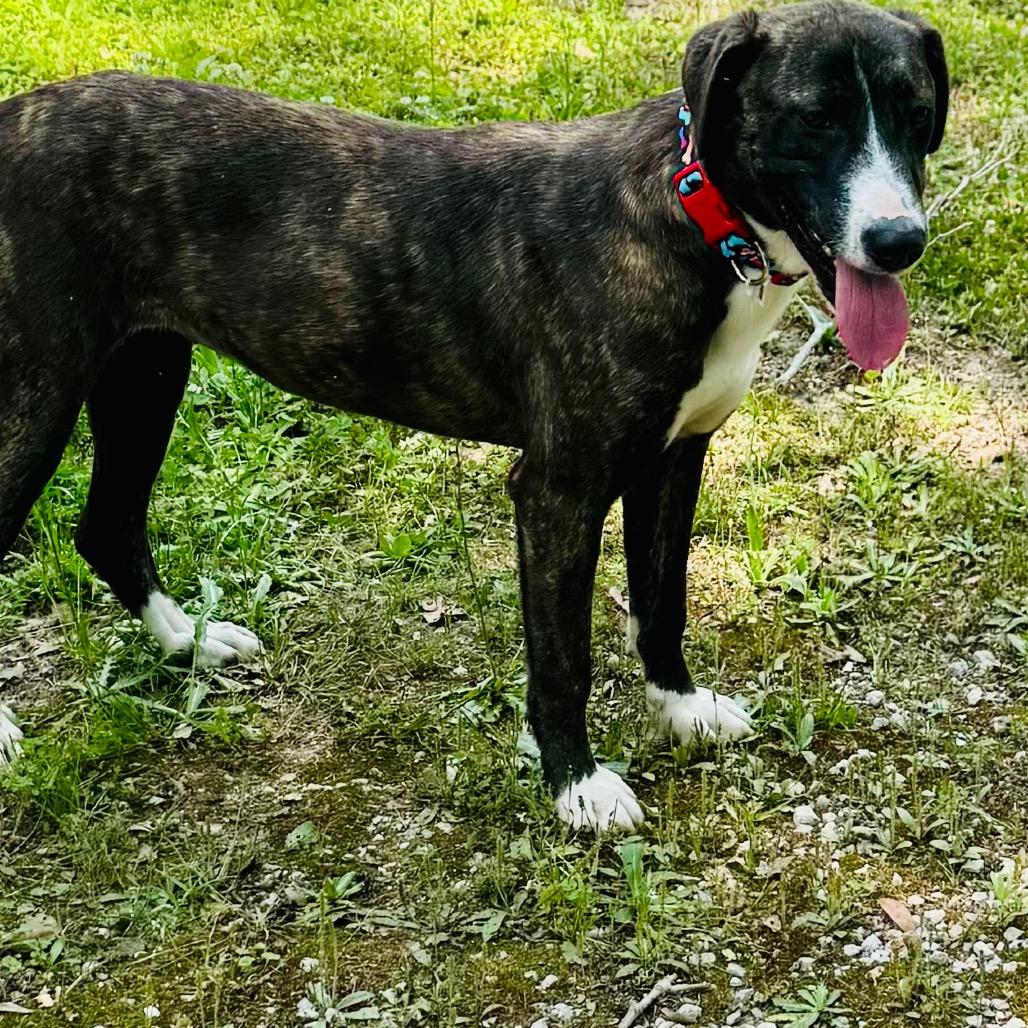 MICKEY, a Adoptable mixed breed in Lucedale, MS image 2/2