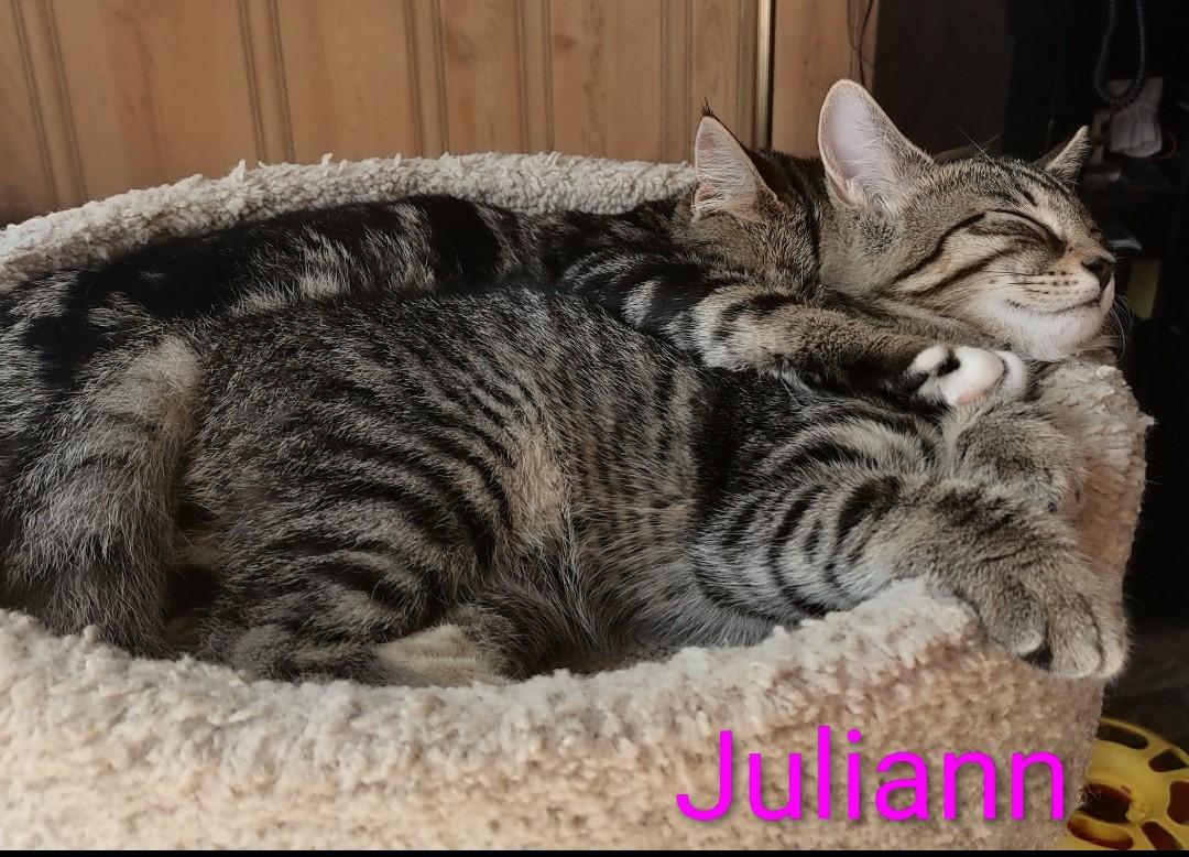 Enlarge Juliann, a Adoptable Domestic Short Hair in Fredericton, NB image 3/4