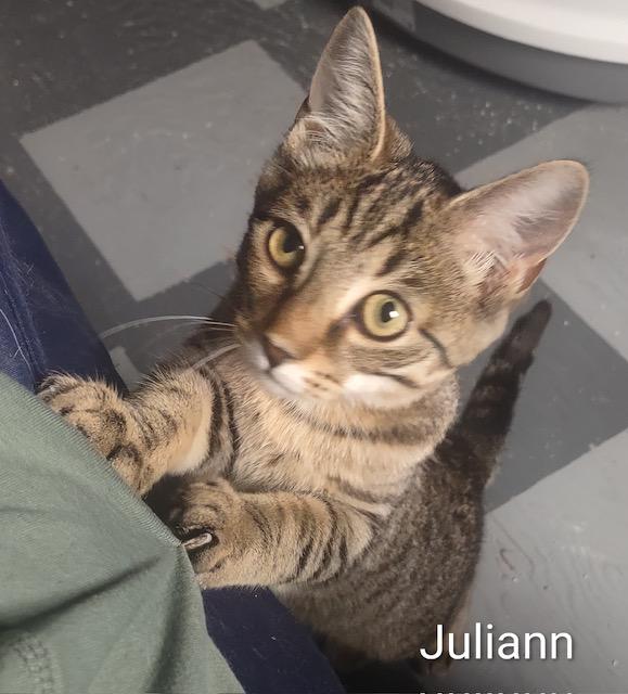 Enlarge Juliann, a Adoptable Domestic Short Hair in Fredericton, NB image 1/4