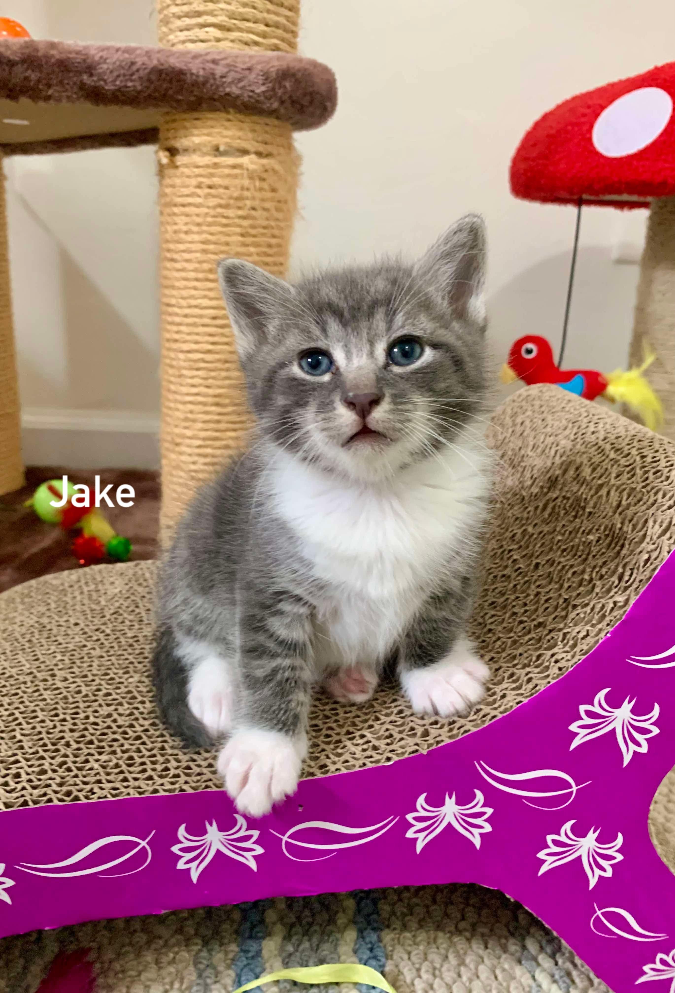 Jake