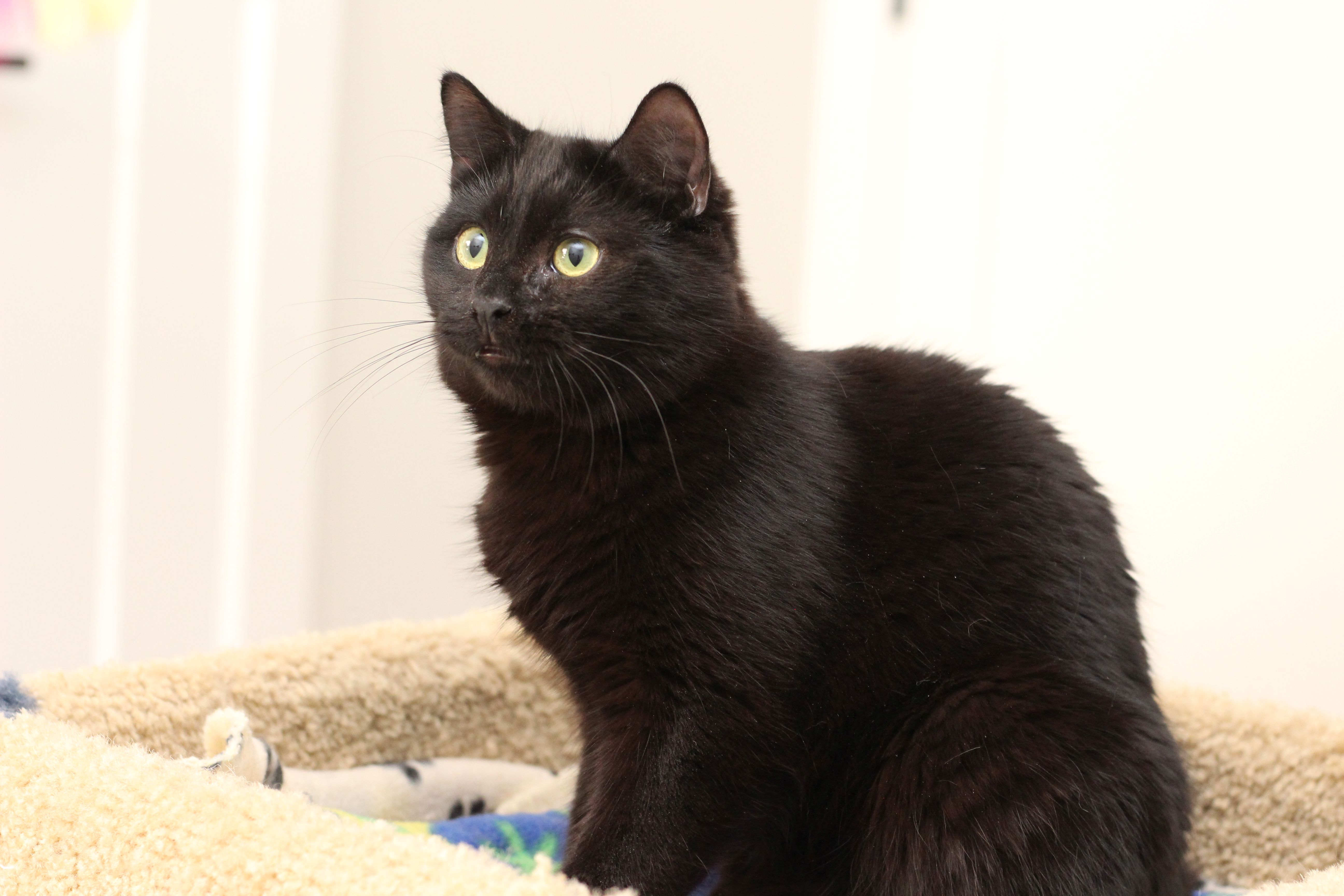 Enlarge Loki, a Adoptable Domestic Short Hair in Lethbridge, AB image 1/4