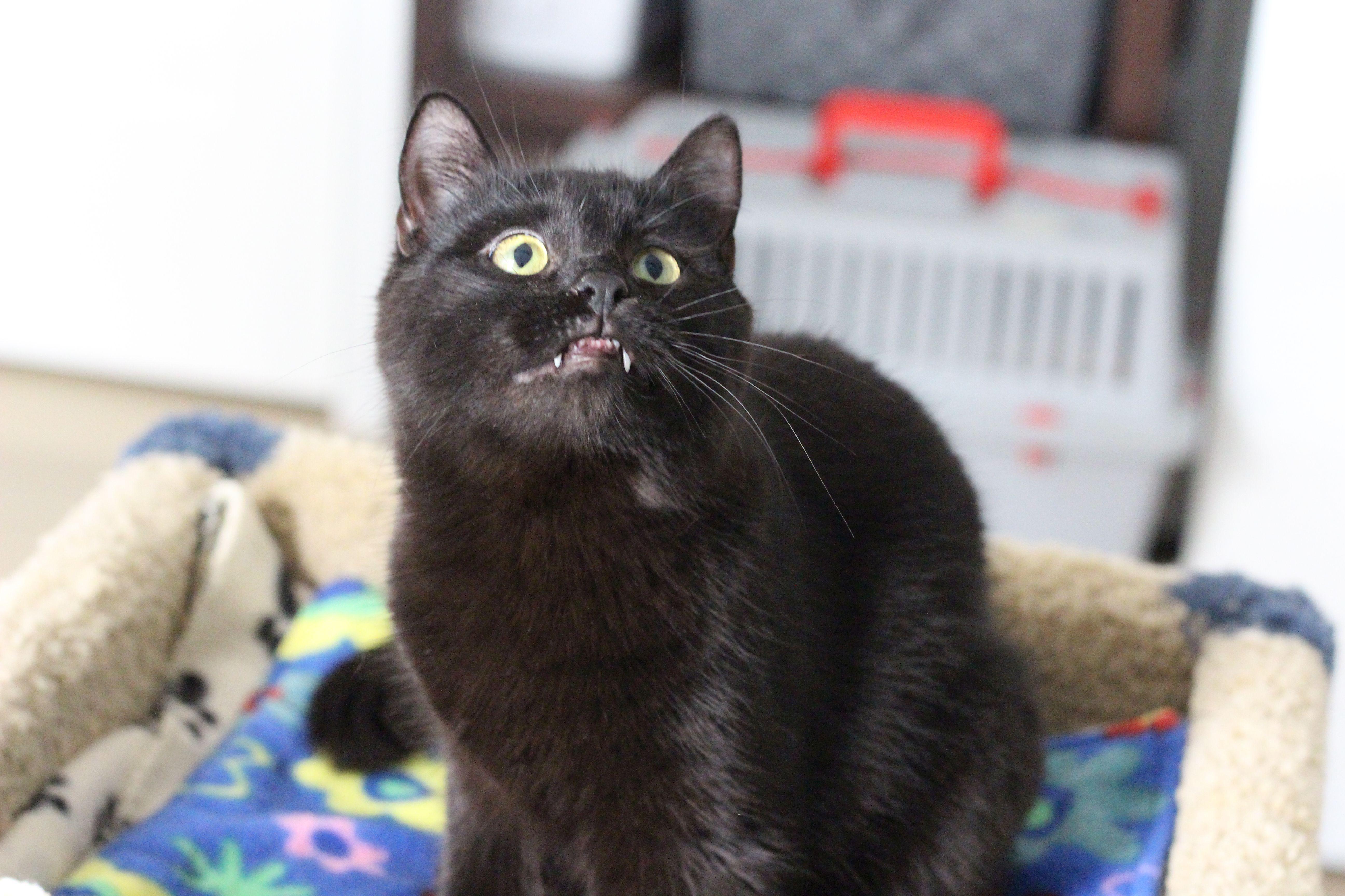 Enlarge Loki, a Adoptable Domestic Short Hair in Lethbridge, AB image 3/4