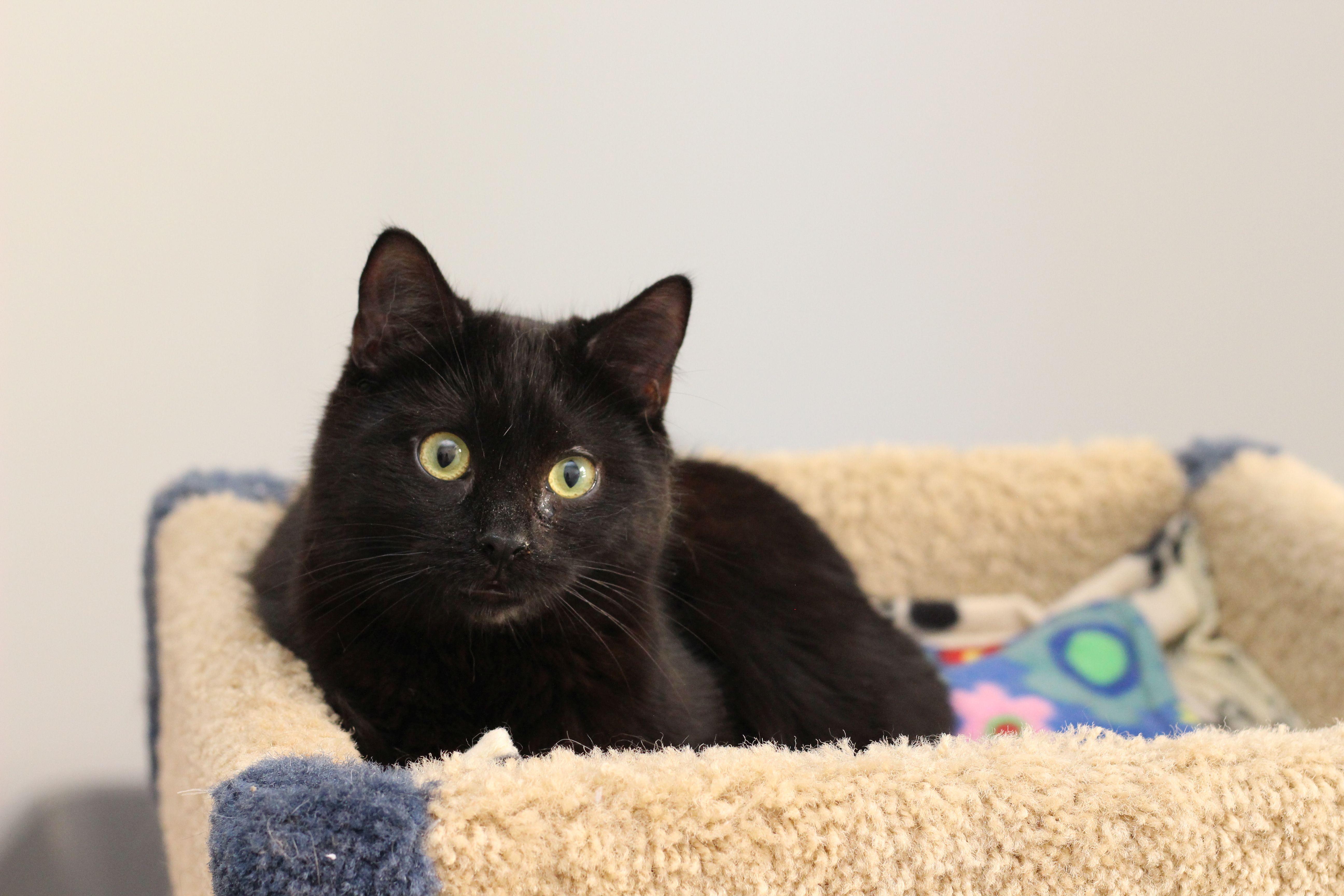 Enlarge Loki, a Adoptable Domestic Short Hair in Lethbridge, AB image 4/4
