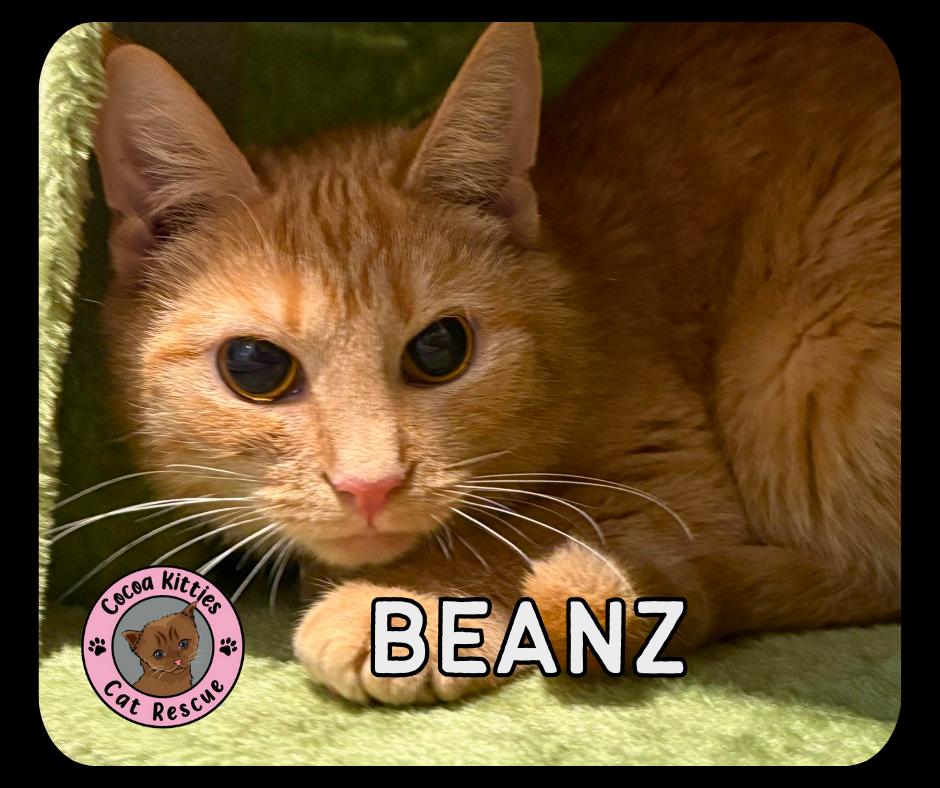 Beanz, Adoptable, Young Female Domestic Short Hair.